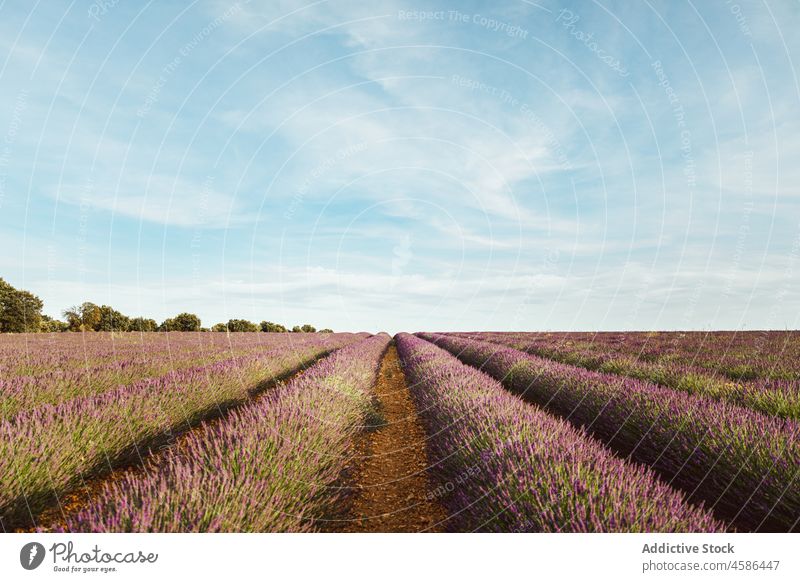 Großes violettes Lavendelfeld Feld Reihe Blume Himmel malerisch Ansicht schön blau purpur Pflanze duftig Natur Sommer farbenfroh Landschaft Garten geblümt