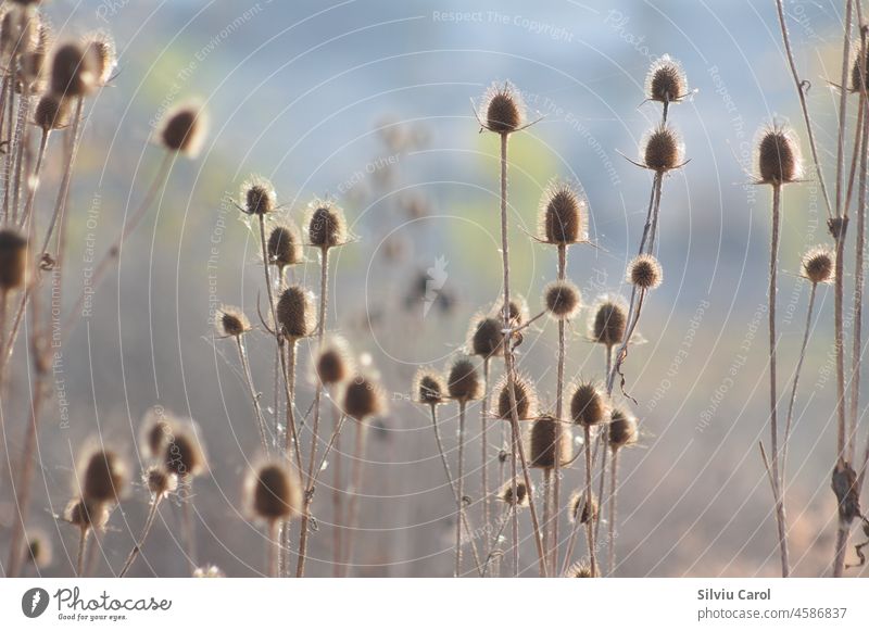 Mehrere braune Samen des wilden Teestrauchs in Nahaufnahme mit unscharfem Hintergrund und Licht von hinten Herbst Natur Saison Pflanze Wildpflanze Makro