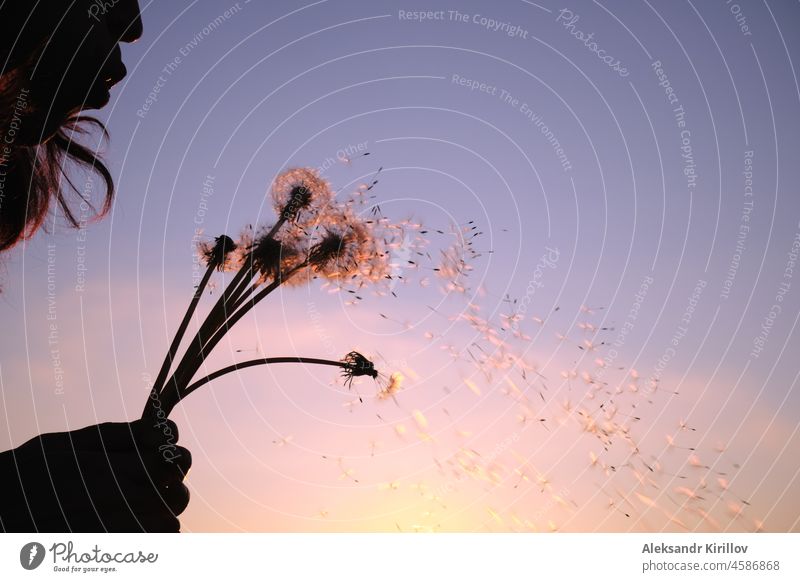 Das Mädchen pustet den Flaum von einer Pusteblume. Allein außerhalb der Stadt reisen Löwenzahn Frauen Sonnenuntergang Bewegung Sonnenschein Wiese fliegen