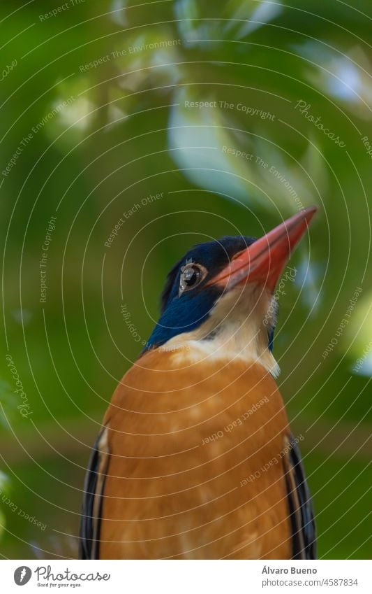 Eisvogel auf einem Ast sitzend (Grünrücken-Eisvogel, Actenoides monachus) im Tangkoko-Nationalpark, Indonesien Eisvögel Vogel gehockt Baum national Park Natur