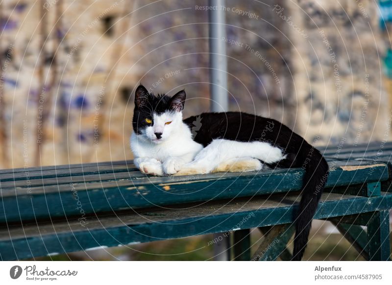 Heil Jesus Katze Hitler katzenhaft Haustiere Wildkatze Blick Blick in die Kamera Nazi Rassekatze Ein Tier Fell weiß schwarz Seitenscheitel Hitlerbart