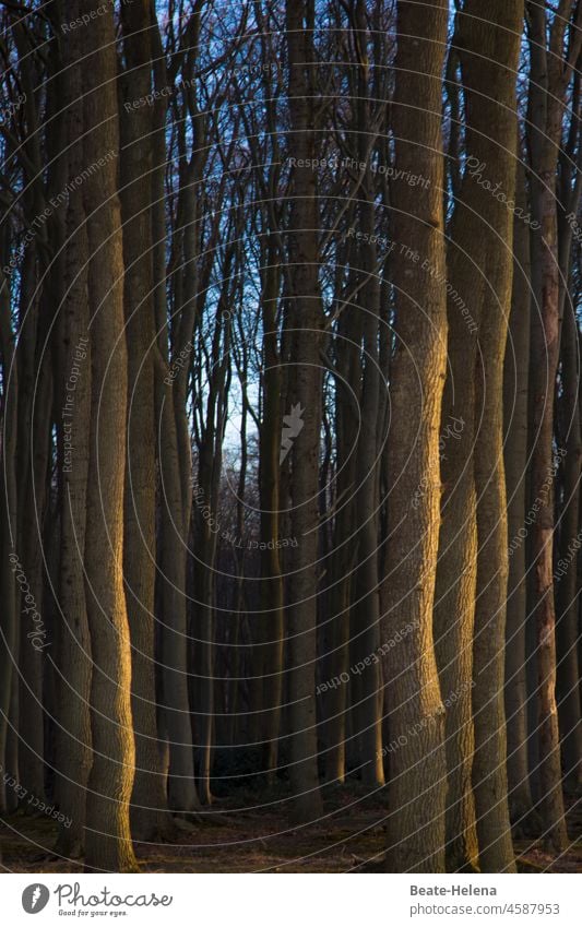 Licht im Dunkel - Sonne weist Weg in dunklen Wald Optimismus Tiefe beleuchtet wegweisend Baumstamm Zuversicht Natur Sonnenlicht Menschenleer Schönes Wetter