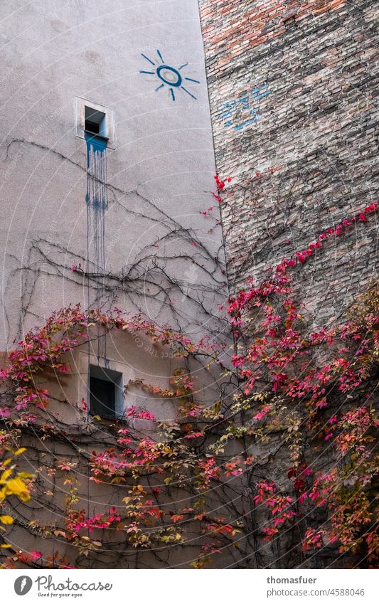 alte Hauswand mit Graffiti und wildem Wein im Herbst Fassade Wand Mauer Gebäude Architektur Fenster Stadt Wilder Wein Weinranken Wandbemahlung blaue Sonne