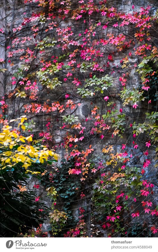 alte Hauswand mit wildem Wein im Herbst Fassade Wand Mauer Gebäude Architektur Stadt Wilder Wein Weinranken Vergänglichkeit Brandmauer Hinterhof Hinterhaus