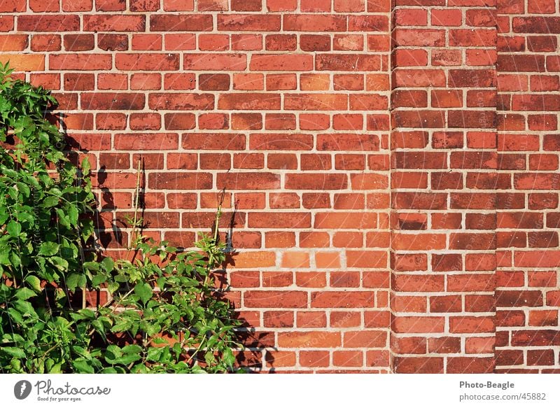 Ziegel 4-4 Mauer Backstein Wand Hintergrundbild Stein wallpaper brick bricks red brick red-brick Backsteinwand