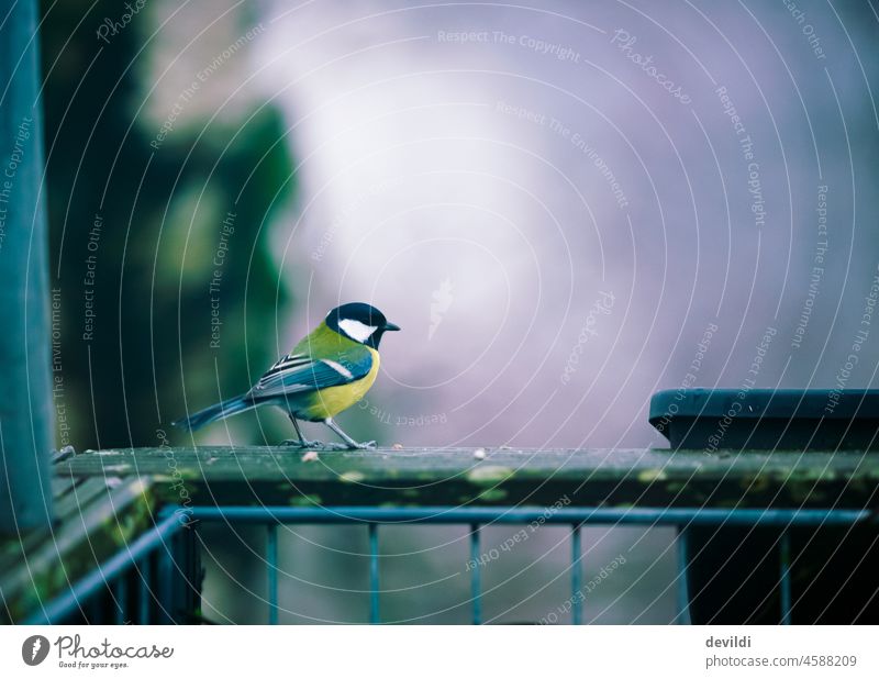 alle Vöglein sind schon da ... Kohlmeise zu Besuch Vogel Meisen Farbfoto Außenaufnahme Natur Menschenleer Wildtier Tag Tierporträt klein niedlich