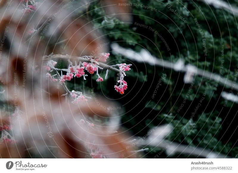 Buntes Wintergeäst inmitten grüner Zweige und Herbstlaub eisig verrotten braun Grün Natur wachsen natürlich pflanze bluete Farbfoto Wintersaison Winterzeit