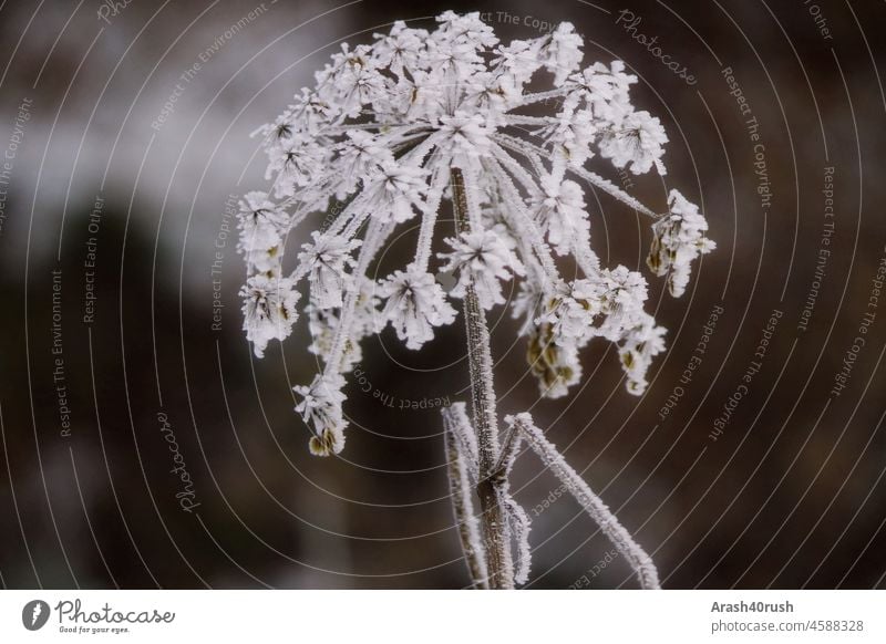 Winter ist wieder da Eis pflanze Eisperlen Frost Kälte kalt Natur Landschaft Schnee bedeckt Winterstimmung weiß frieren gefroren Außenaufnahme Raureif