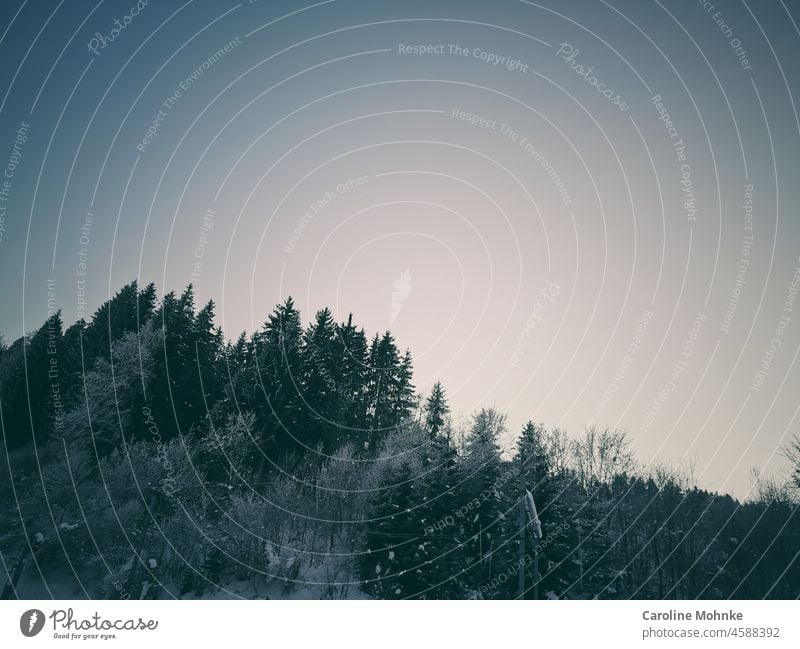 Hohe Tannen im Winterkleid Nebel Natur Wald Landschaft Außenaufnahme Umwelt Baum Farbfoto Menschenleer Pflanze Tag natürlich Licht Kontrast Silhouette Wetter