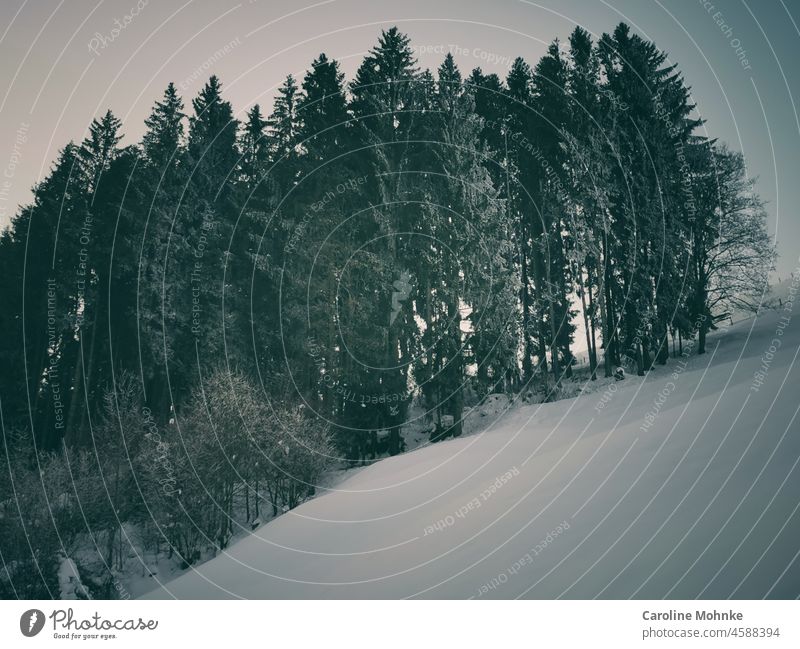 Tannen im Winterkleid Bäume Wald Natur Schnee kalt weiß Frost Baum Wintertag Winterstimmung Schneelandschaft Winterwald Landschaft Wetter Winterlandschaft Kälte