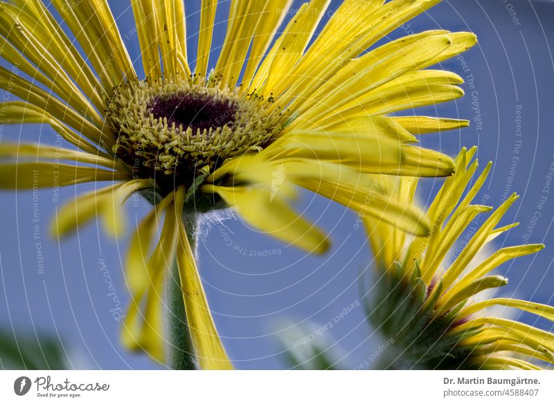 Gerbera, Blütenstände, Wildform aus Südafrika Blütenstand Korbblütler Blume Pflanze Wildpflanze mehrjährig Staude Asteraceae Compositae gelb Zungenblüten