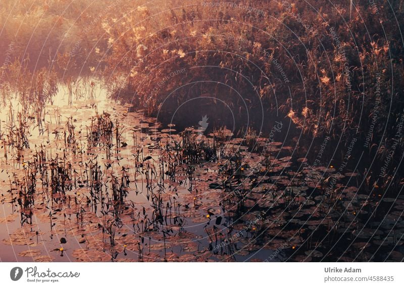 Seerosen am Flußufer im Teufelsmoor Blüte Blätter Pflanze Fluss Flussufer romantisch Vintage-Stil Worpswede Moor Landschaft Morgendämmerung Sonnenaufgang Natur