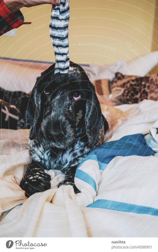 Schöner Cockerspaniel spielt mit einer Socke Hund spielen spielerisch Haustier Kniestrümpfe Spaß lustig Spielen heimwärts Bett Schlafzimmer genießen genießend