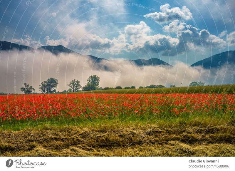 Landschaft entlang der Straße von Norcia nach Cittareale, Umbrien Europa Italien Juni Monti Sibillini norcia Perugia Ackerbau Farbe Tag Feld grün