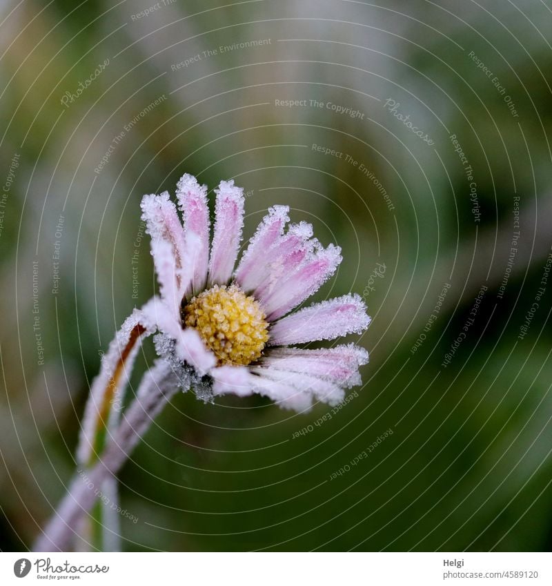 Nahaufnahme eines Gänseblümchens, mit Eiskristallen verziert Blume Blüte blühen Frost frieren Kälte gefroren Raureif Winter kalt Außenaufnahme Menschenleer