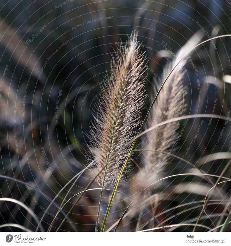 Nahaufnahme von Lampenputzergras im Sonnenlicht Pflanze Gras Federborstengras Rispe Samenstand vertrocknet verblüht Winter Licht Schatten Schwache Tiefenschärfe