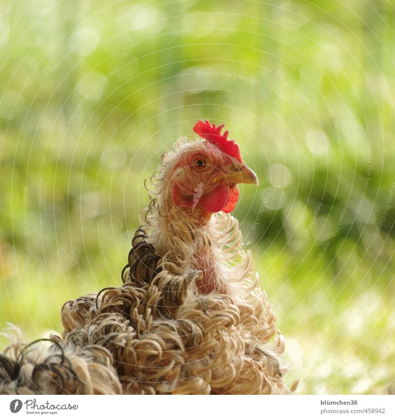 Verlockung Tier Nutztier Tiergesicht Haushuhn Vogel Federvieh beobachten Blick stehen elegant lustig Neugier schön braun rot Tierliebe Landwirtschaft Bauernhof