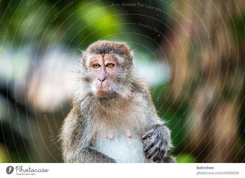 verflixtes regenwetter, bah! niedlich Cool Gelassenheit lässig Abenteuer Ferne Freiheit Tourismus Ausflug Wildtier Umweltschutz Asien beeindruckend Tiergesicht