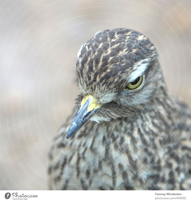 Durchblick Natur Tier Luft Wald Wildtier Vogel 1 Blick sitzen Tierliebe Wachsamkeit Freiheit Idylle Umwelt Feder Schnabel Biologie Naturwissenschaft Auge