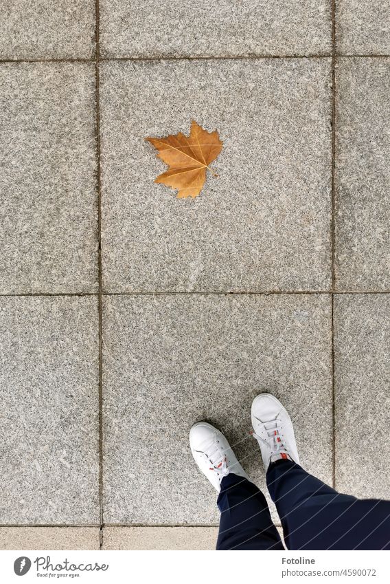 Das herbstlich gefärbte Blatt einer Platane zeigte meinen uniformierten Beinen und Füßen den richtigen Weg. Herbst Herbstlaub Steinfliesen Quadrat quadratisch