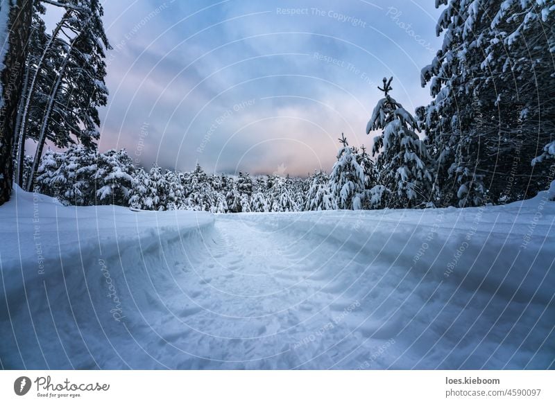 Geländewagen-Spur durch Tiefschnee im Bergwald, Wildermieming, TIrol, Österreich Schnee Winter Baum Natur Tanne Offroad Bahn Sonnenuntergang kalt Tirol Wald