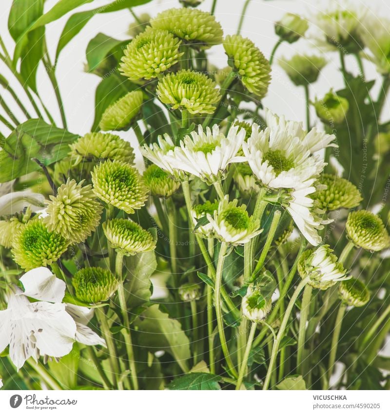 Nahaufnahme von weißen und grünen Blumen im Hintergrund. Vorderansicht. Blüte Blumenstrauß Flora geblümt frisch Gerbera vereinzelt Blatt Blätter natürlich Natur