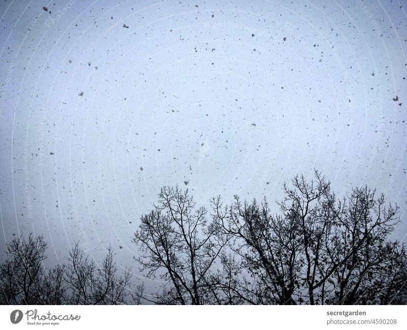 Leise rieselt der Schnee Schneefall kalt weiss Winter Himmel trüb trist Schneeflocke Außenaufnahme Baum Äste Baumwipfel Frost schlechtes Wetter grau Umwelt