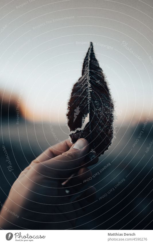 Ein Blatt im Frost Blattadern Blattgrün Eis frostig Natur kalt gefroren Winter Raureif Außenaufnahme Pflanze