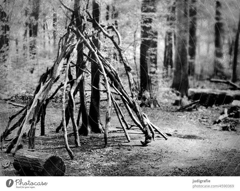 Im Wald Ast Äste Äste und Zweige Waldboden Natur Baum Zweige u. Äste Baumstamm Licht Laubwerk Landschaft Tipi Unterschlupf bauen Schwarzweißfoto