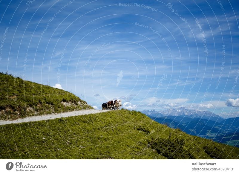 Landschaft in Alpen Wald Alm idylisch Idylle wandern Urlaubsstimmung Sehnsucht saftig schön gelb Feld Sommer Erholung Wege & Pfade Lebensfreude ruhig Romantik