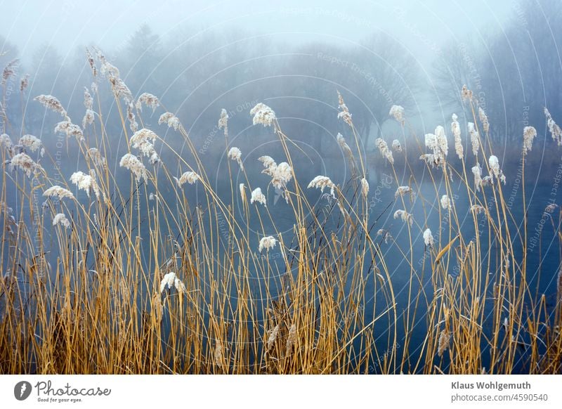 Schnee und Reif auf Schilfhalmen an einem zugefrorenen Teich an einem trüben Vorweihnachtstag Winter winterlich Winterlandschaft Schneelandschaft reif kalt