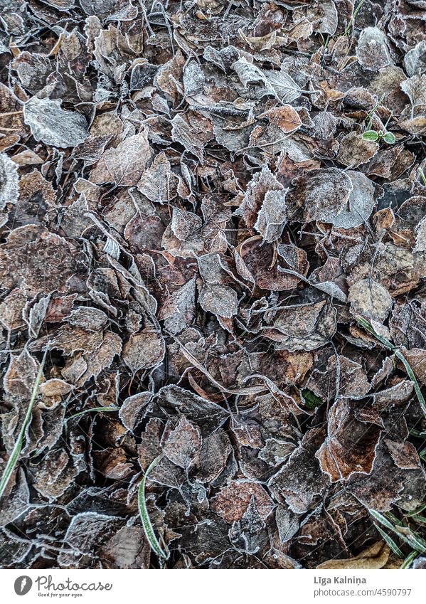 Gefrorene, verwelkte Blätter Herbstlaub herbstlich Blatt Laubwerk Natur Herbstfärbung Jahreszeiten Außenaufnahme Farbfoto Herbstwetter Herbststimmung Herbstwald