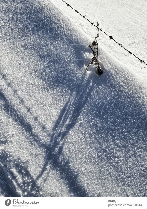 Stacheldraht und verdorrte Distel im gemeinsamen Kampf gegen die Kälte des Winters. Eis Frost Kontrast Stacheldrahtzaun Morgen Spitze Außenaufnahme Farbfoto