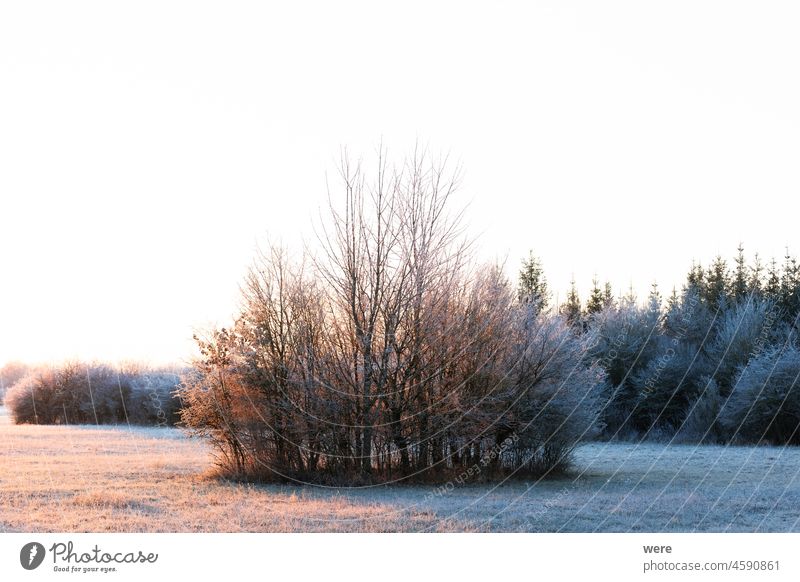 Eine mit Raureif bedeckte Wiese bei Sonnenuntergang im Naturschutzgebiet Siebenbrunn bei Augsburg, Deutschland kalt Textfreiraum Wald Frost Landschaft Morgen