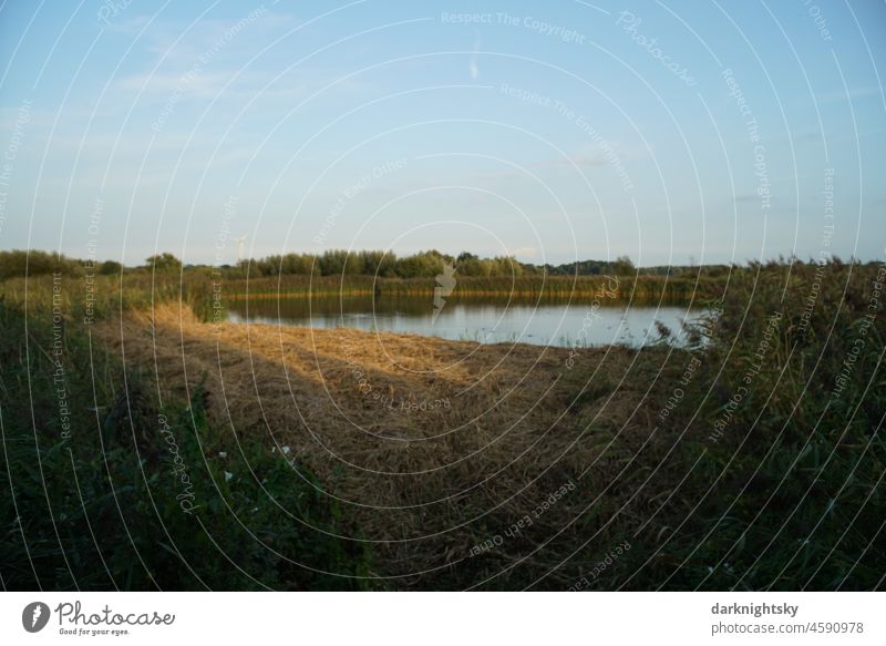 Wasser gefüllter Teich mit Schilfgras, Schilfrohr Gräsern in Art einer Weitwinkelaufnahme als Beispiel der Schönheit der Natur in ihren Farben und Formen mit Himmel