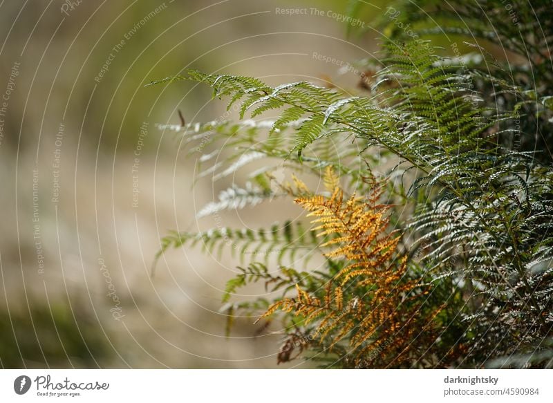 Blätter einer Pflanze, Farnkraut im Detail mit grünen und braun werdenden Blättern im späten Sommer und weichem Hintergrund Natur Landschaft Umwelt Schatten Tag