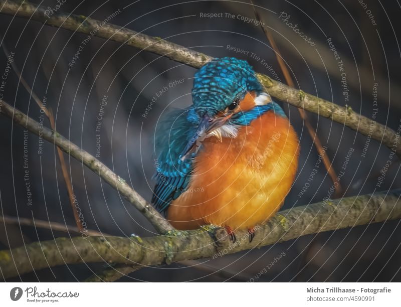 Eisvogel am Flussufer Alcedo atthis Kopf Auge Schnabel Federn Gefieder Krallen Flügel Vogel Tier Wildtier Tierporträt Zweige u. Äste Natur leuchtend strahlen