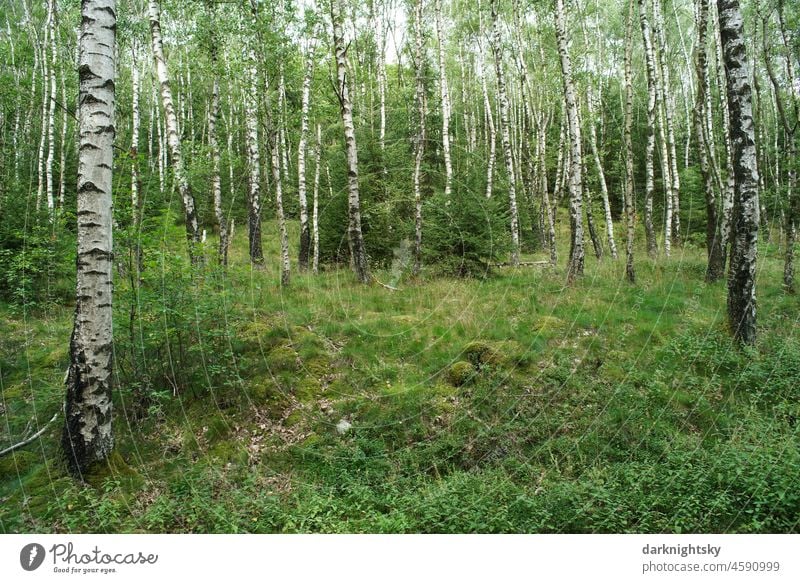 Birken Wald im Sommer mit grünen Blättern, Gräsern und Sträuchern, die den Boden bedecken. Lichter Hain eines Niederwaldes Betula pendula Außenaufnahme Baum