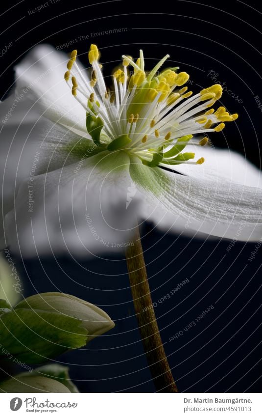 Blüte von Helleborus niger, Ranunculaceae; Christrose oder Lenzrose im Gegenlicht blühen Hahnenfußgewächse weiß giftig Staubblätter Blütenblätter Winterblüher