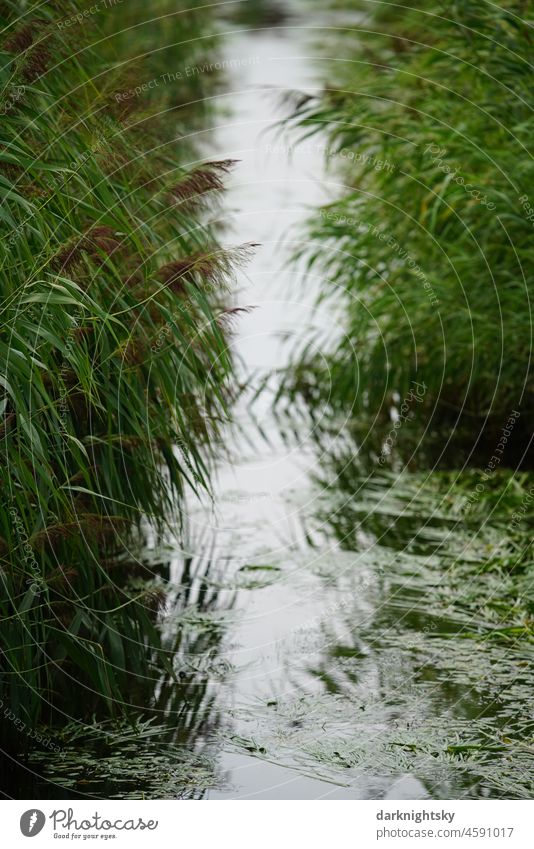 Wasser gefüllter Graben mit Schilfgras, Schilfrohr Gräsern in Art einer Teleaufnahme als Beispiel der Schönheit der Natur in ihren Farben und Formen Umwelt Gras