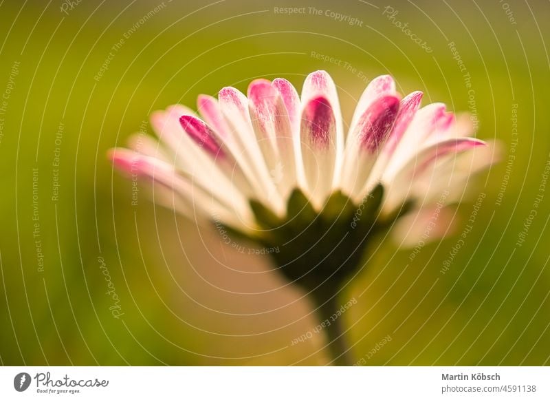 Gänseblümchen mit wunderschönen bokeh auf einer Wiese weiß rosa rot blume flora fauna flower natur pflanzen botanik schönheit landschaft blühen aufblühen