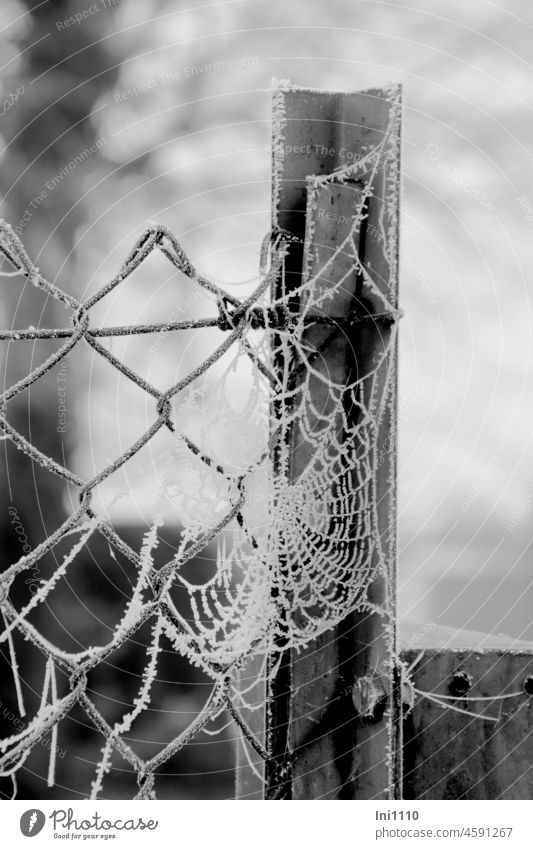 Raureif am Maschendrahtzaun mit Spinnennetz Winter Frost Eiskristalle Zaun Zaunpfahl Metallschraube trübes Wetter grau in grau Nebelwetter