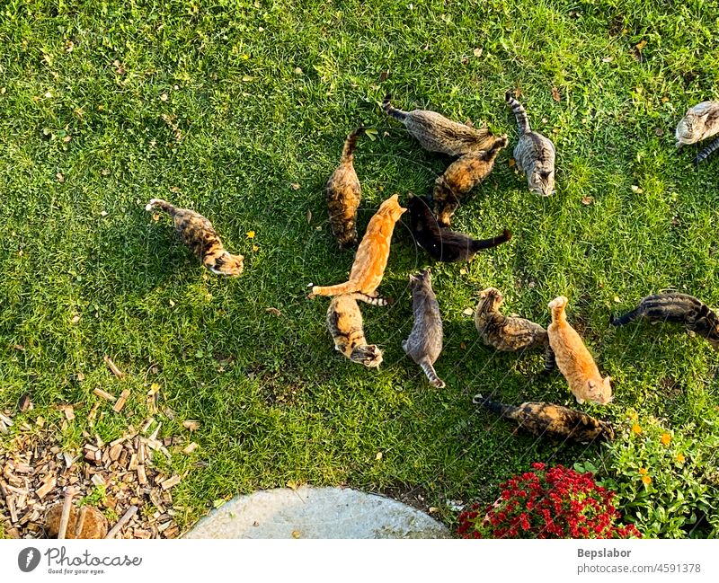 Draufsicht auf viele Katzen im Garten Haustier Tier Menschengruppe Rasen außerhalb spielerisch Zusammensein lustig Sitzen Pflege heimwärts Porträt weiß niedlich