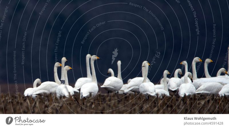 Singschwäne rasten auf einem abgeernteten Maisfeld. Der Halsring des einen Vogels wurde 2018 in Lettland angelegt Schwan singschwan Vogelschwarm