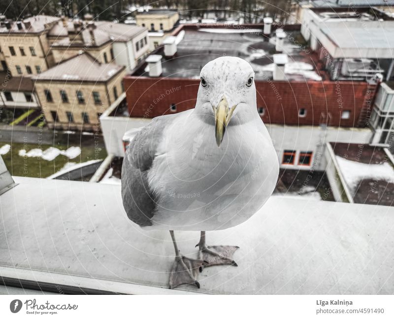 Vogel aus der Nähe Möwe Flügel Feder Schnabel Tier Natur Himmel fliegen Air