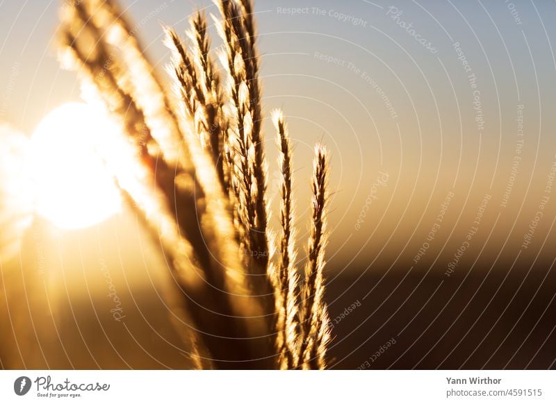 Nahaufnahme von Gras mit Sonne im Hintergrund Sonnenlicht hell Sonnenaufgang Sonnenuntergang Makroaufnahme gelb gold Tiefenunschärfe