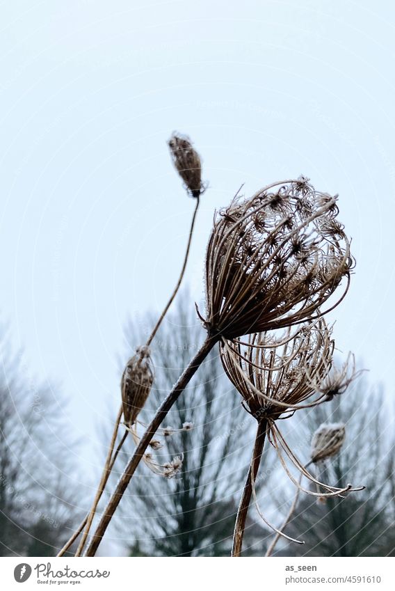 Frozen Frost Eis kalt Winter gefroren Raureif Eiskristall Natur frieren Nahaufnahme Menschenleer Makroaufnahme Schneekristall Außenaufnahme Winterstimmung