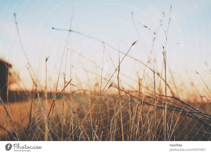 Warmes Bild von Spikes gegen den Himmel Spitze Stroh Sonnenuntergang Landschaft schließen abschließen Sonnenaufgang Sonnenlicht Hintergrund Botanik Natur