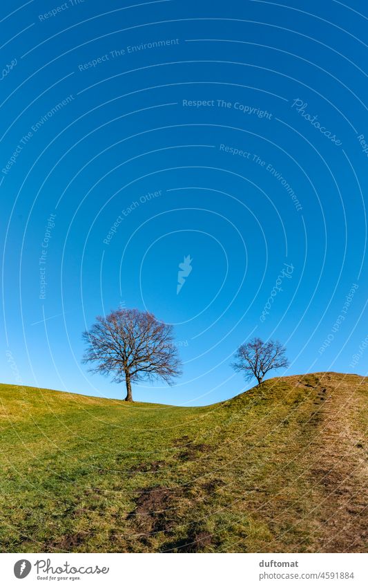 Zwei Bäume stehen einsam auf Bergkuppe Baum Kuppe zweisam Paar Natur natürlich Landschaft Außenaufnahme Menschenleer Himmel Einsamkeit ruhig Stille Wachstum