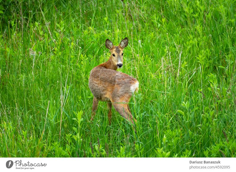 Junges Rehwild auf der Wiese Hirsche Rogen Frau Tier jung Säugetier Gras Natur braun Tierwelt Stehen Fell niedlich Fauna Feld Wald im Freien Sommer Blick grün